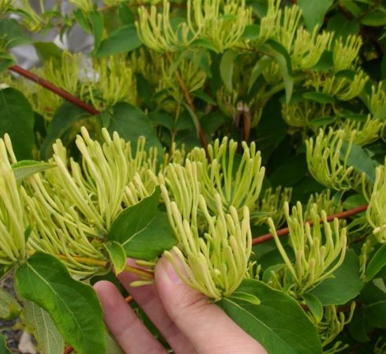 河南菊花种植基地