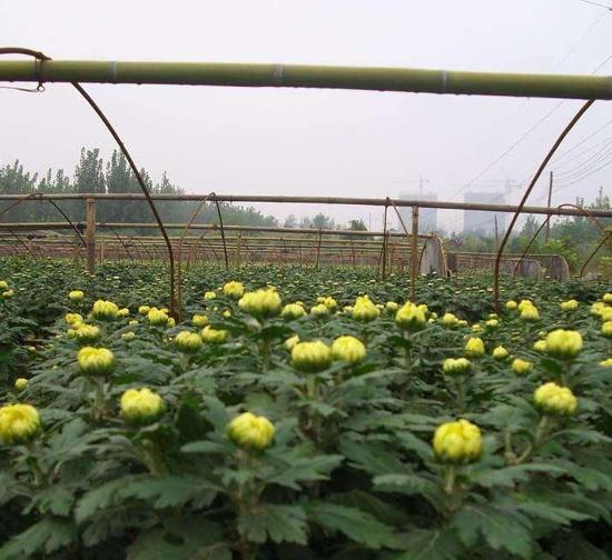 上海菊花种苗基地